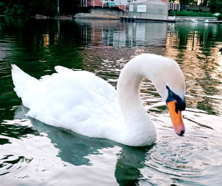 Саратовцев просят не кормить уток и лебедей